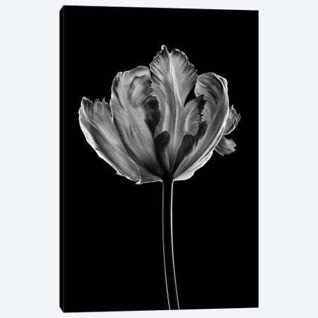 Tulip X Canvas Print #NSZ212} by Nailia Schwarz Canvas Art Print