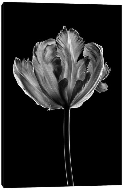 Tulip X Canvas Art Print - Tulip Art