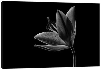 Lily I Canvas Art Print - Nailia Schwarz