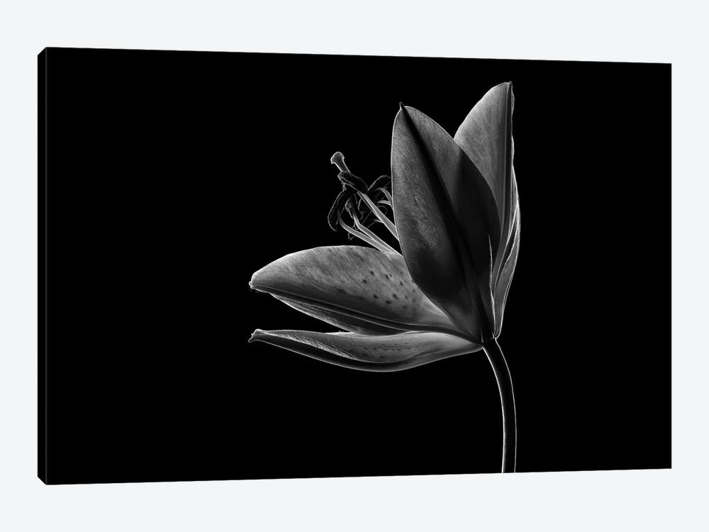 Lily I by Nailia Schwarz 1-piece Canvas Print