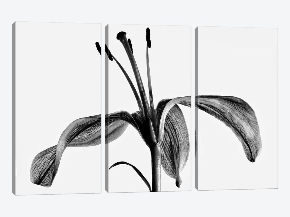 Lily III by Nailia Schwarz 3-piece Art Print