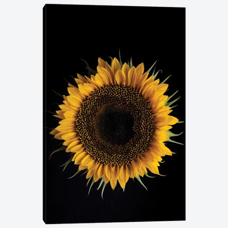 Sunflower Canvas Print #NSZ22} by Nailia Schwarz Art Print