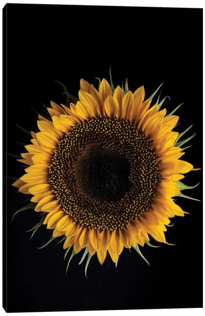 Sunflower Canvas Art Print - Nailia Schwarz