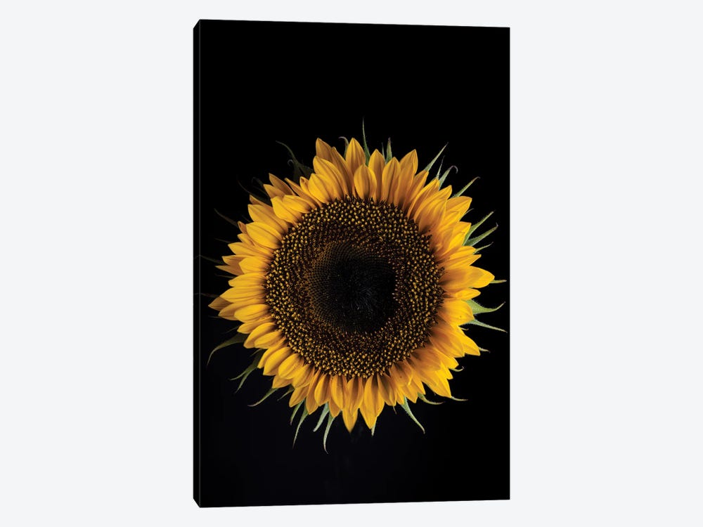 Sunflower by Nailia Schwarz 1-piece Canvas Art