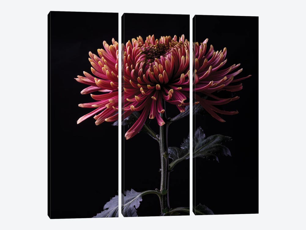 Chrysanthem by Nailia Schwarz 3-piece Canvas Art