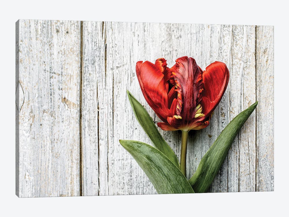 Tulip Red by Nailia Schwarz 1-piece Canvas Artwork
