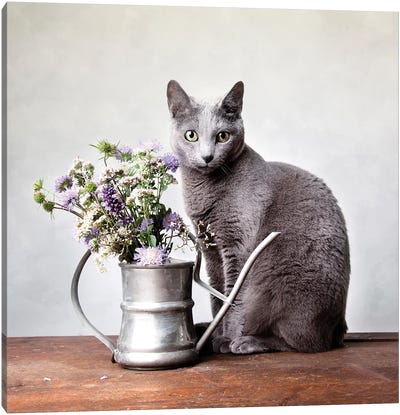 Still Life With Russian Blue Cat And Watering Can Canvas Art Print - Animal & Pet Photography