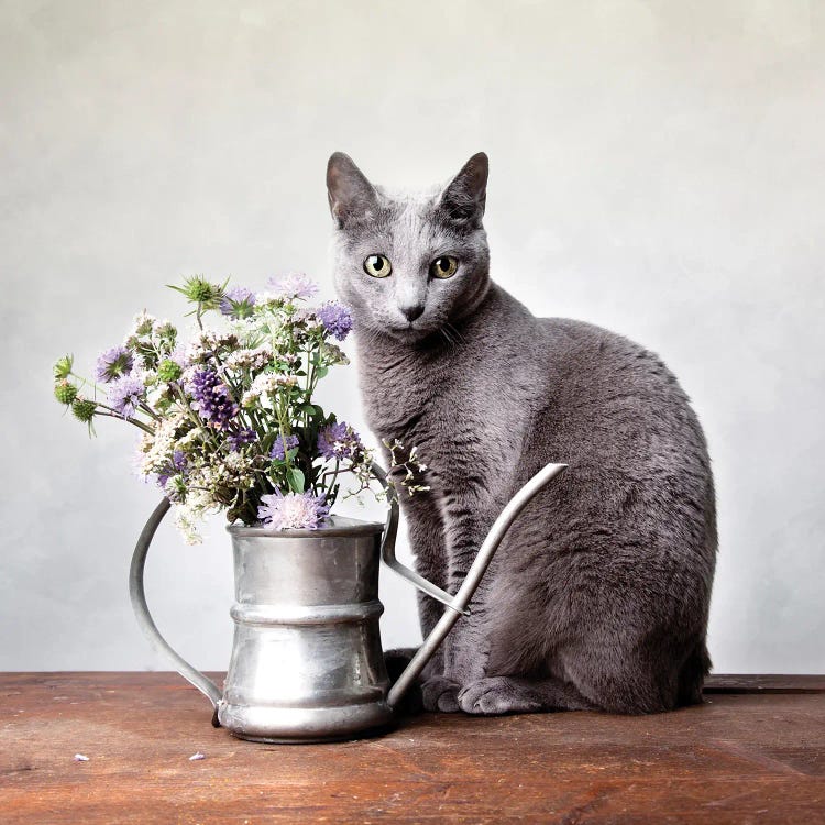 Still Life With Russian Blue Cat And Watering Can