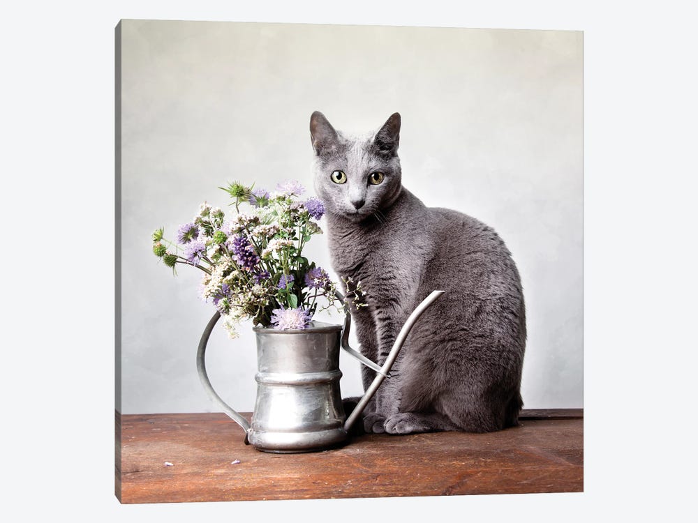 Still Life With Russian Blue Cat And Watering Can by Nailia Schwarz 1-piece Canvas Print