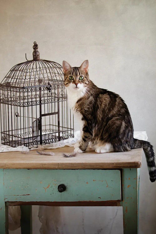 Cat And Cage