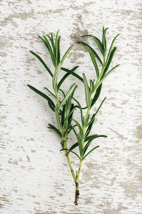 Herbs, Rosemary