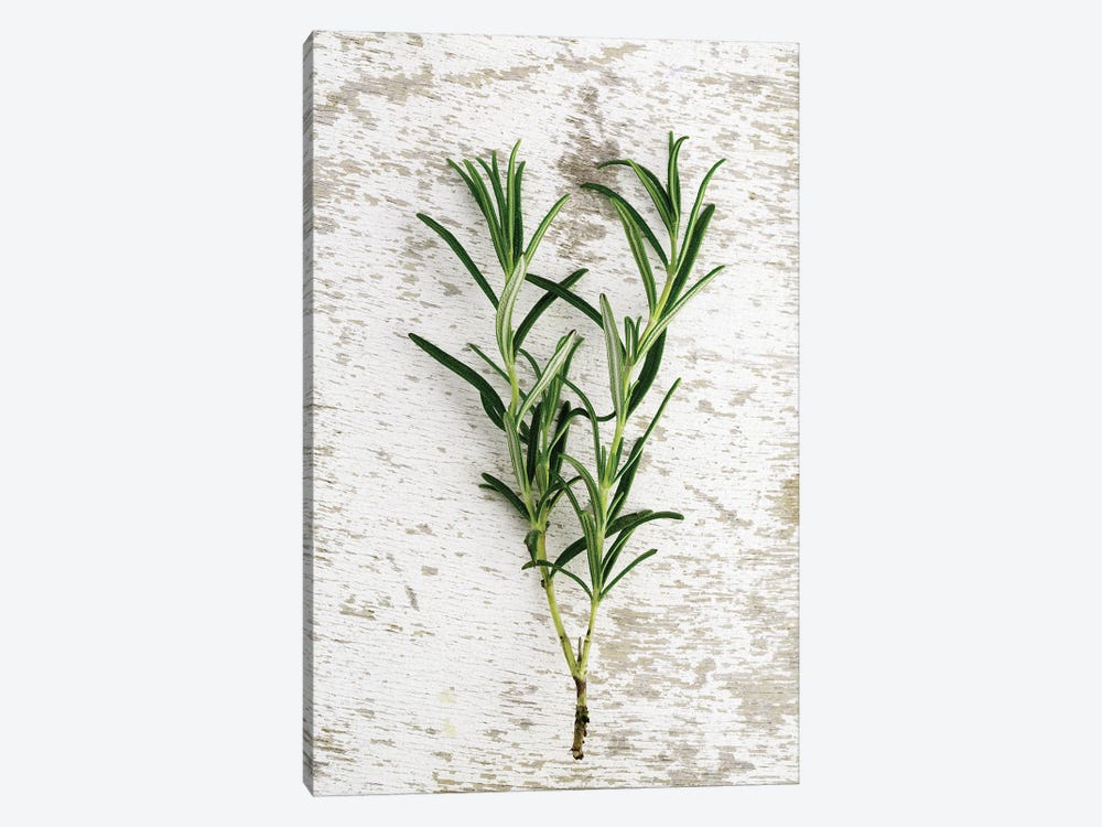 Herbs, Rosemary by Nailia Schwarz 1-piece Canvas Print