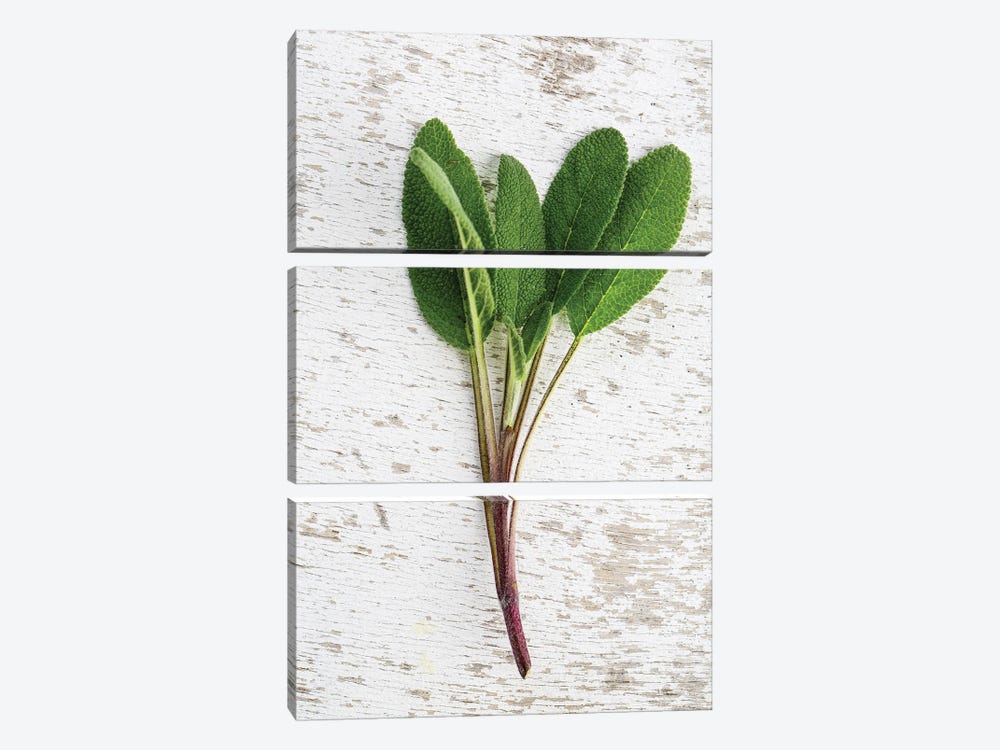 Herbs Sage by Nailia Schwarz 3-piece Canvas Art