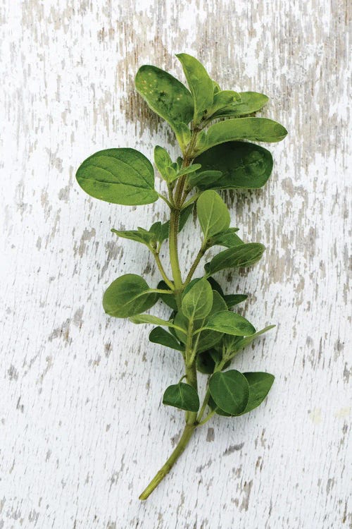 Herb Oregano