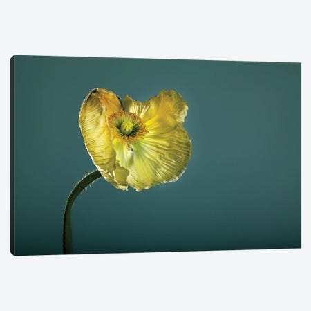 Poppy Flower Yellow Canvas Print #NSZ49} by Nailia Schwarz Canvas Art Print