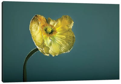 Poppy Flower Yellow Canvas Art Print - Nailia Schwarz