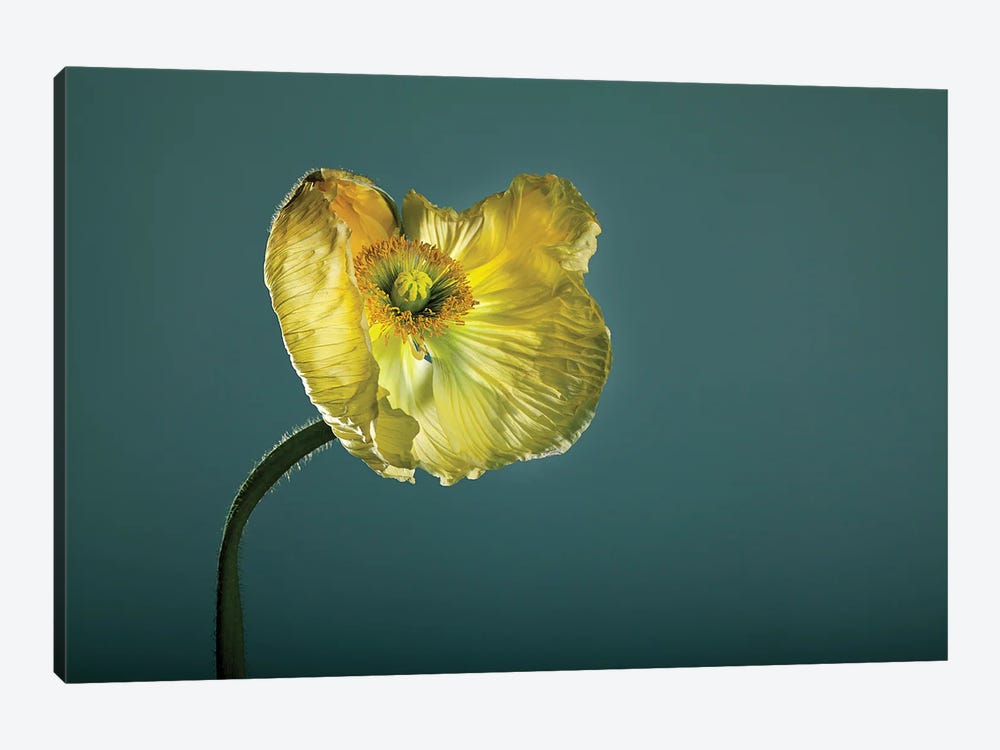 Poppy Flower Yellow by Nailia Schwarz 1-piece Art Print