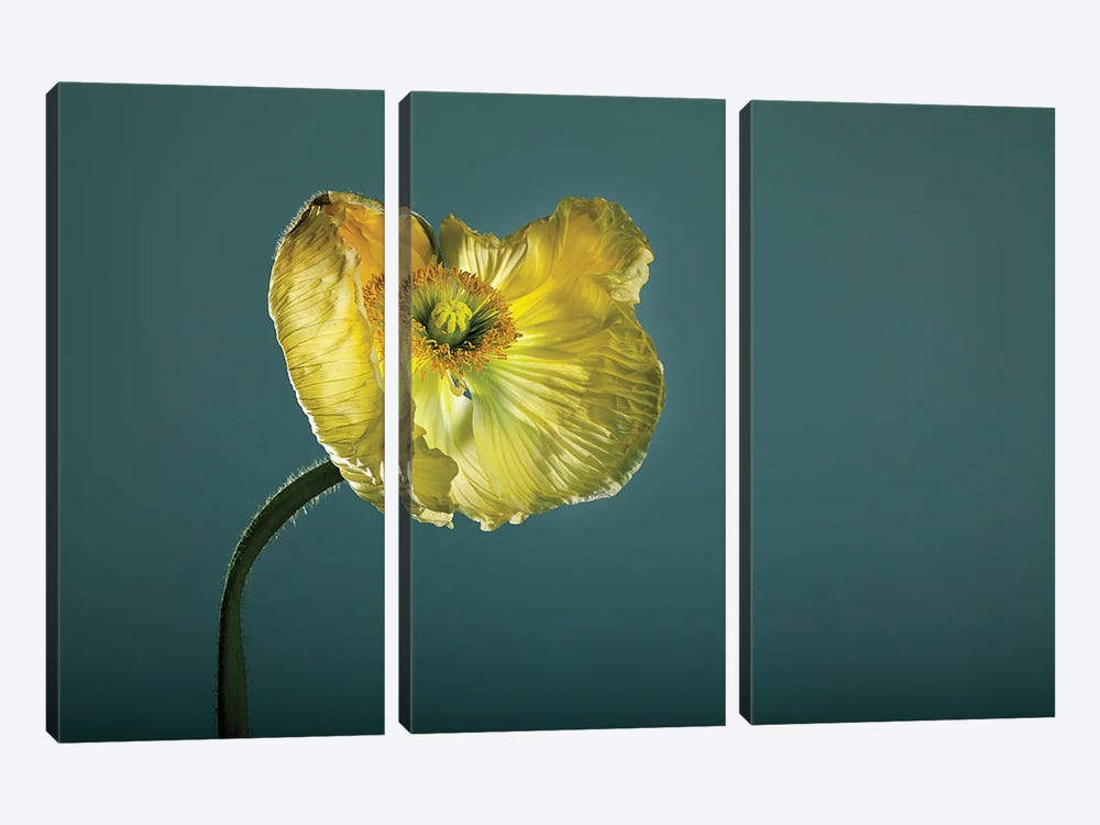 Poppy Flower Yellow by Nailia Schwarz 3-piece Canvas Print