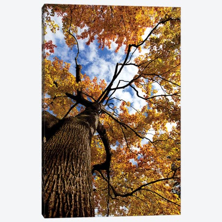 Autumn Tree Canvas Print #NSZ4} by Nailia Schwarz Canvas Print