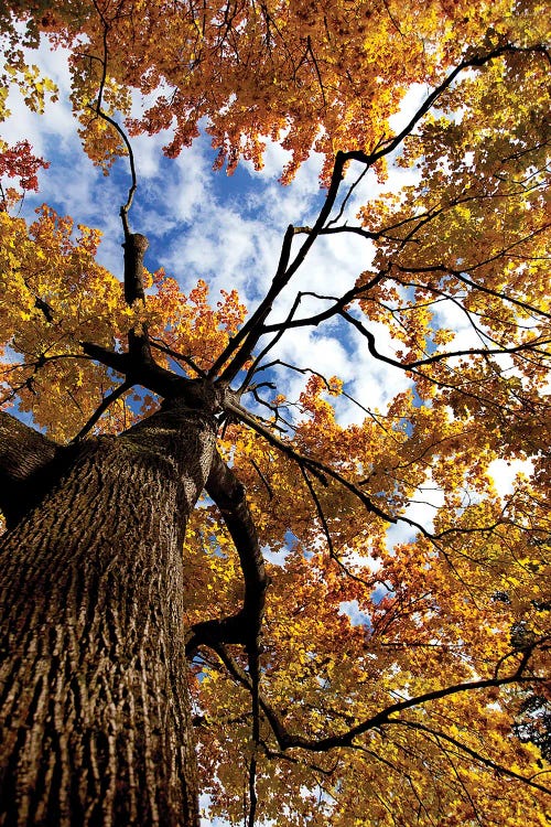 Autumn Tree