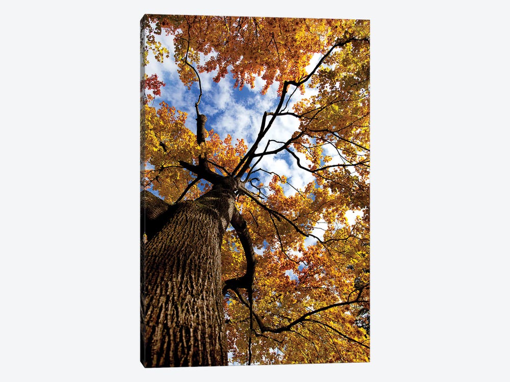 Autumn Tree by Nailia Schwarz 1-piece Canvas Art Print