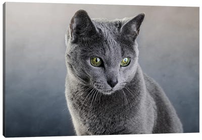Russian Blue Cat III Canvas Art Print - Monochromatic Photography