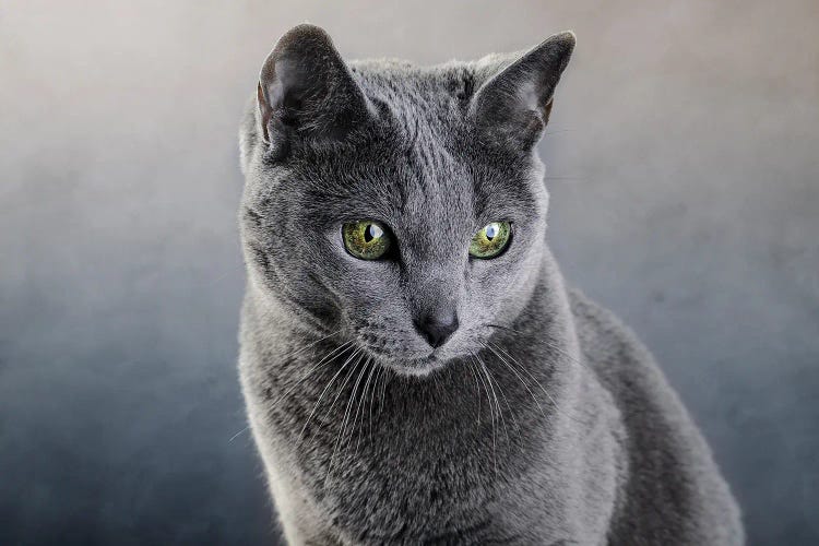 Russian Blue Cat III