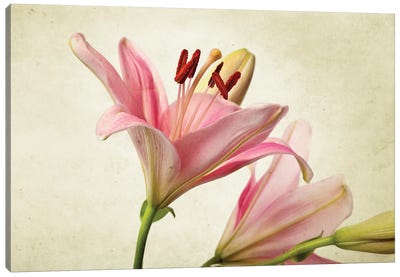 Lily Flower IV Canvas Art Print - Nailia Schwarz
