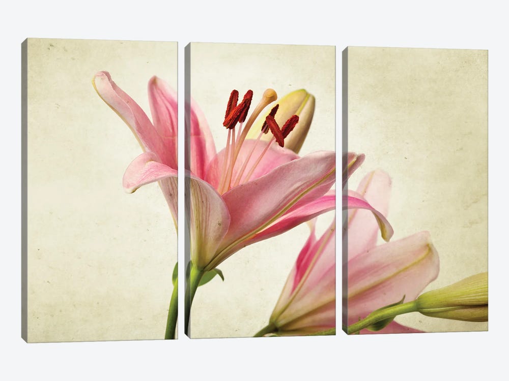 Lily Flower IV by Nailia Schwarz 3-piece Canvas Print
