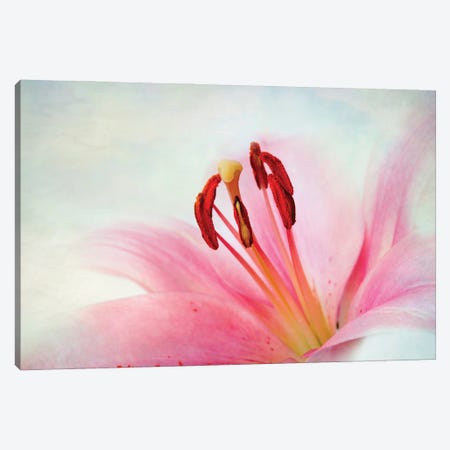 Lily Flower I Canvas Print #NSZ61} by Nailia Schwarz Art Print