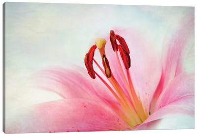 Lily Flower I Canvas Art Print - Nailia Schwarz