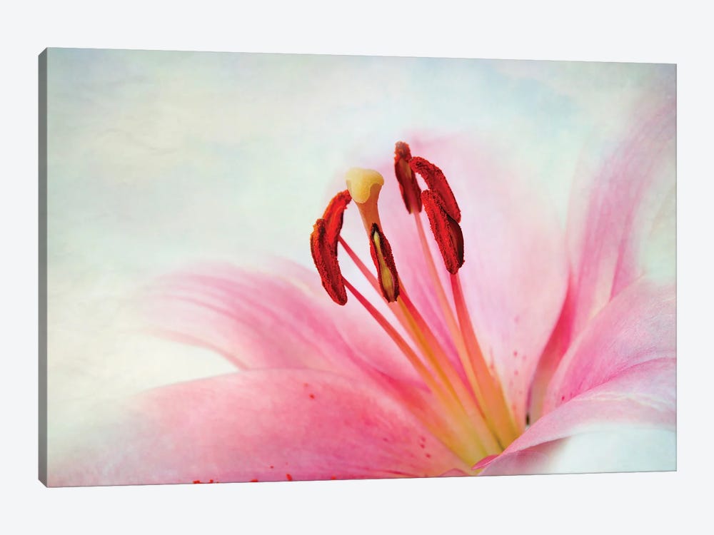 Lily Flower I by Nailia Schwarz 1-piece Canvas Art Print