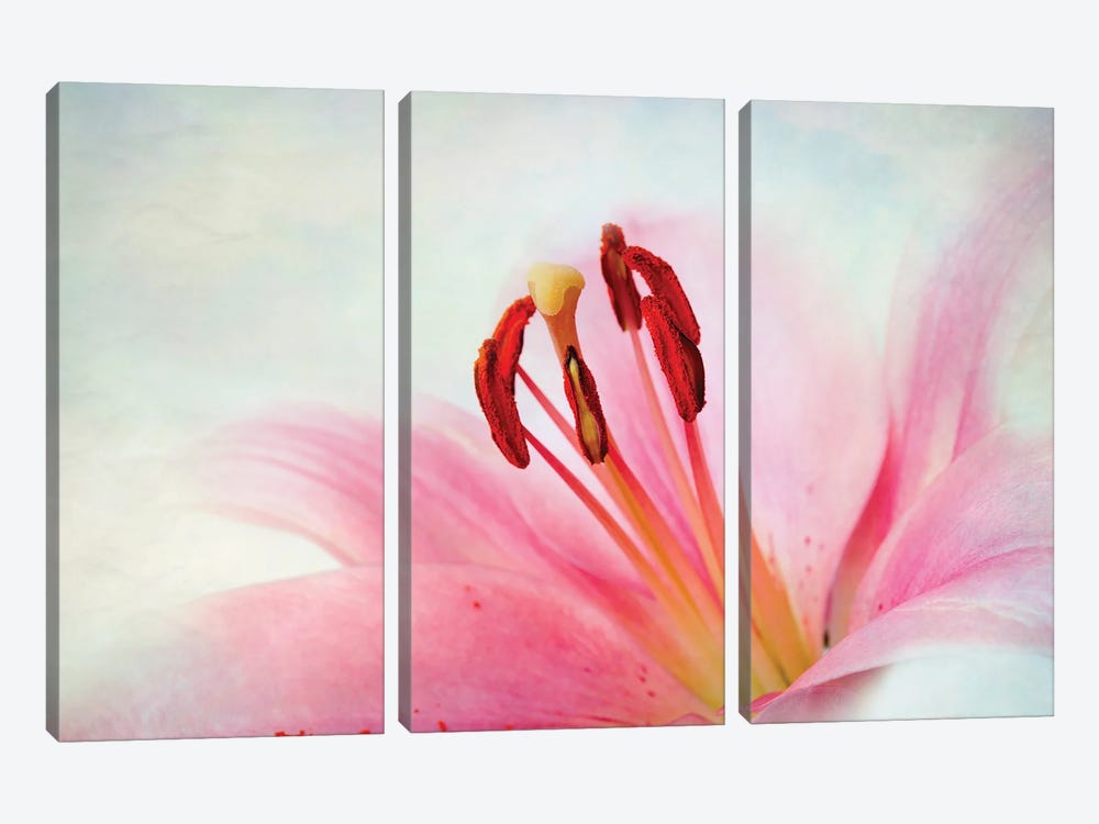 Lily Flower I by Nailia Schwarz 3-piece Canvas Art Print