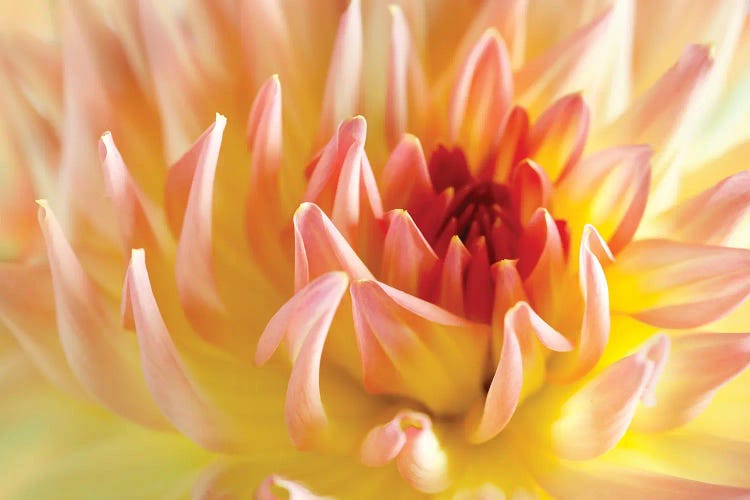 Dahlia Flower Peach Colour I