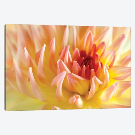 Dahlia Flower Peach Colour I Canvas Print #NSZ63} by Nailia Schwarz Canvas Print