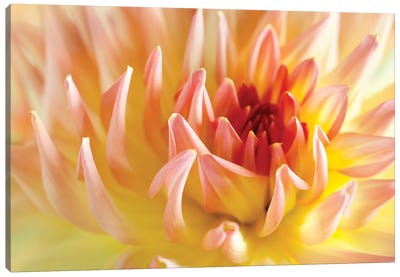 Dahlia Flower Peach Colour I Canvas Art Print - Dahlia Art