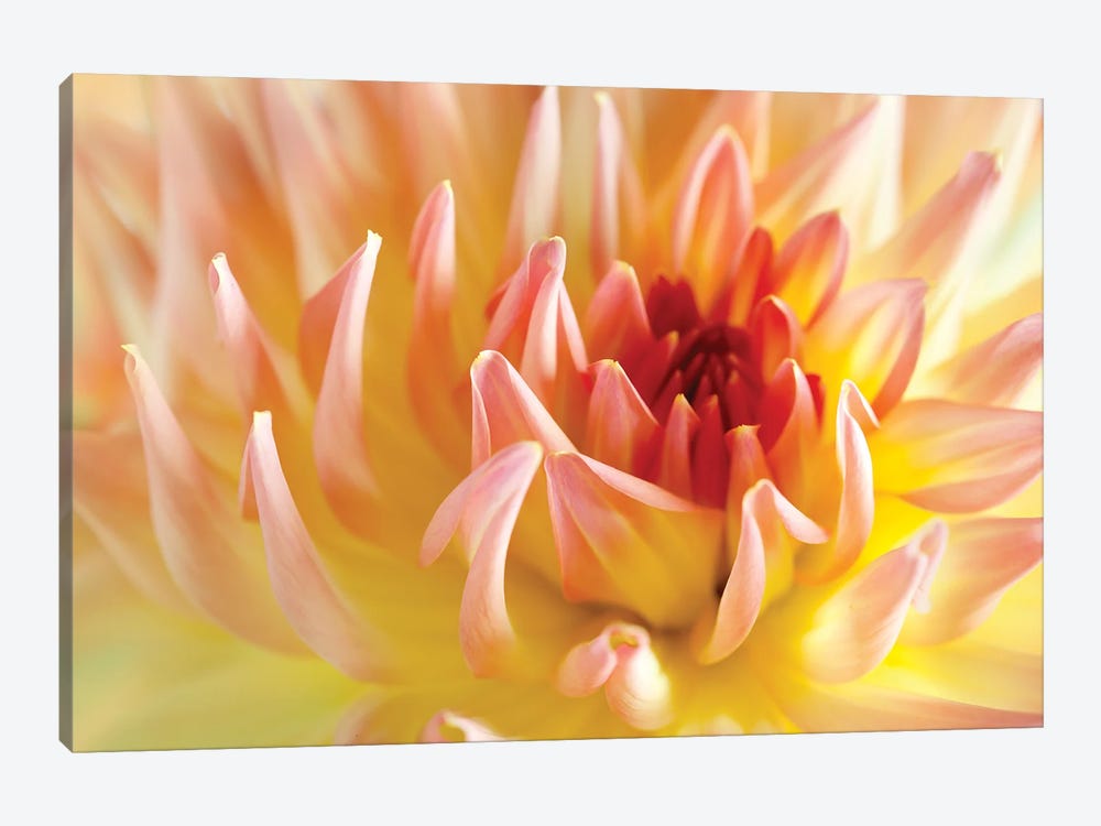 Dahlia Flower Peach Colour I by Nailia Schwarz 1-piece Art Print