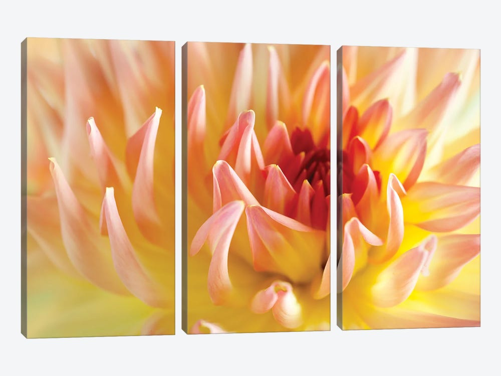 Dahlia Flower Peach Colour I by Nailia Schwarz 3-piece Art Print