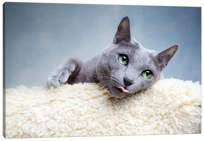 Funny Russian Blue Cat Canvas Art Print - Animal & Pet Photography