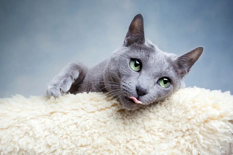 Funny Russian Blue Cat