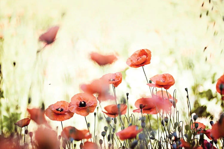 Poppy Field I