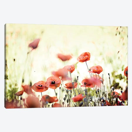 Poppy Field I Canvas Print #NSZ6} by Nailia Schwarz Canvas Print