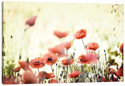Poppy Field I Canvas Art Print - Nailia Schwarz