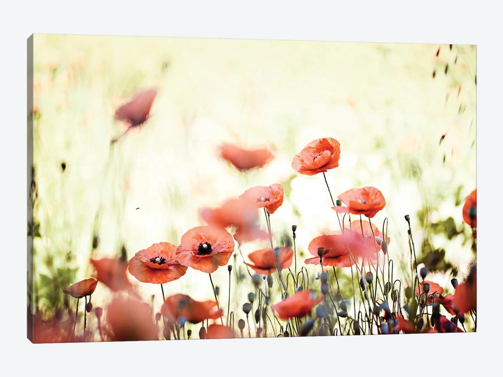 Poppy Field I by Nailia Schwarz 1-piece Art Print