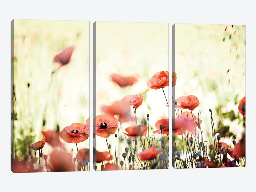 Poppy Field I by Nailia Schwarz 3-piece Canvas Print