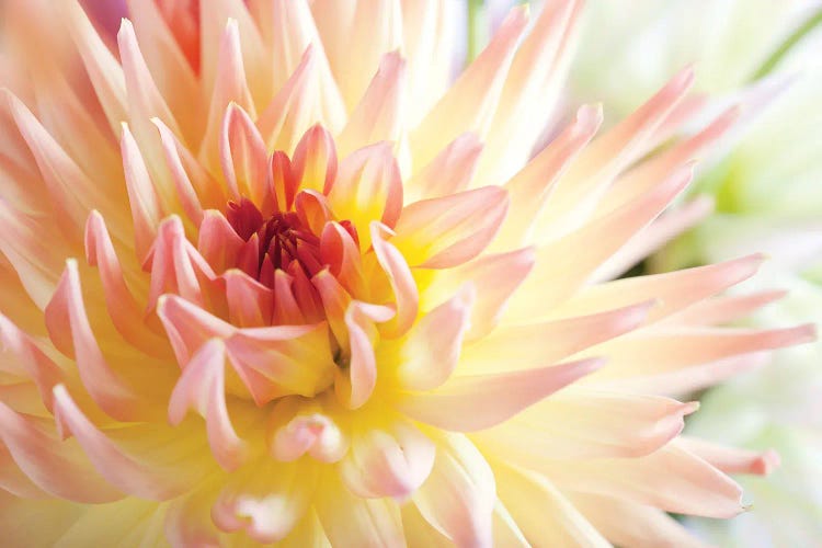 Peach-Coloured Dahlia III