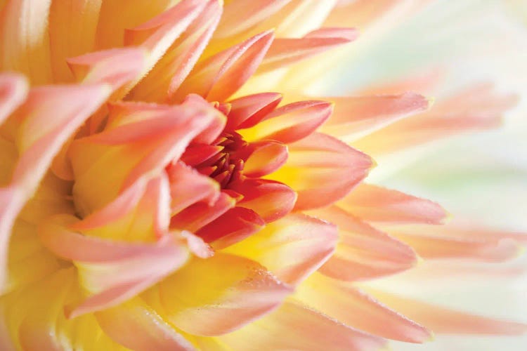 Peach-Coloured Dahlia V