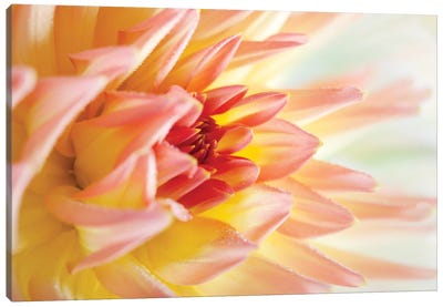 Peach-Coloured Dahlia V Canvas Art Print - Dahlia Art