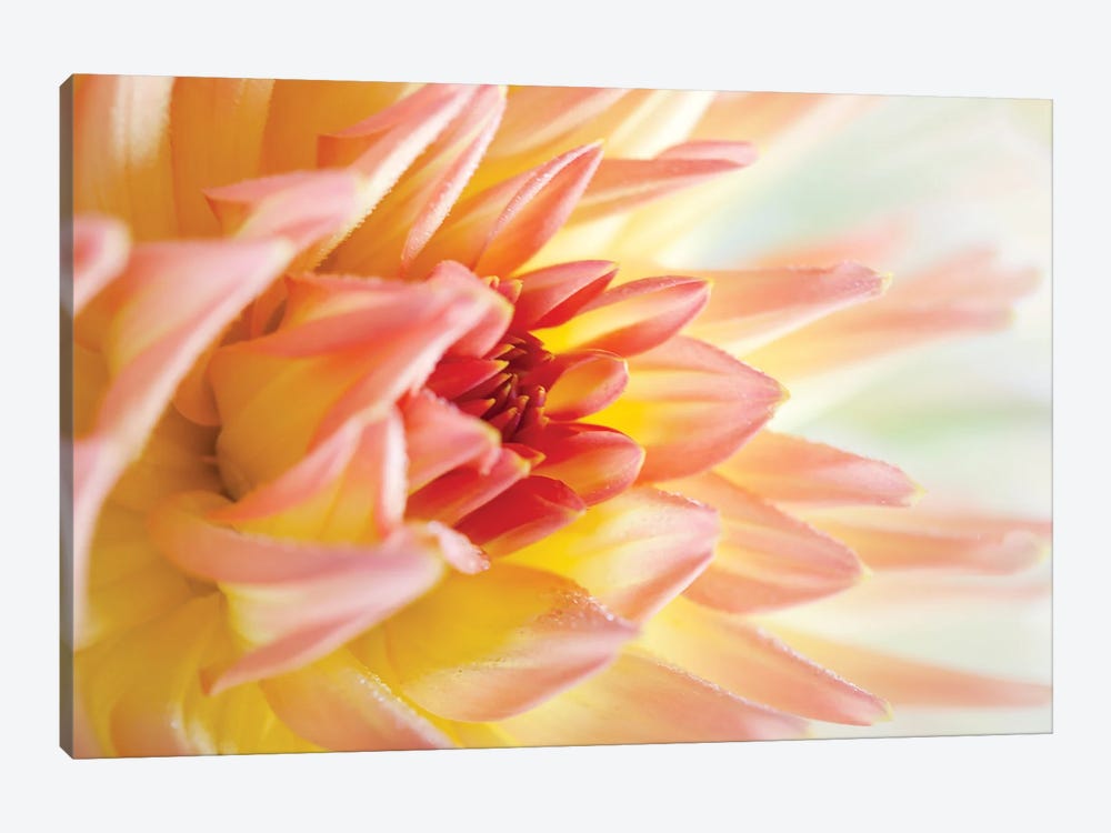 Peach-Coloured Dahlia V by Nailia Schwarz 1-piece Art Print
