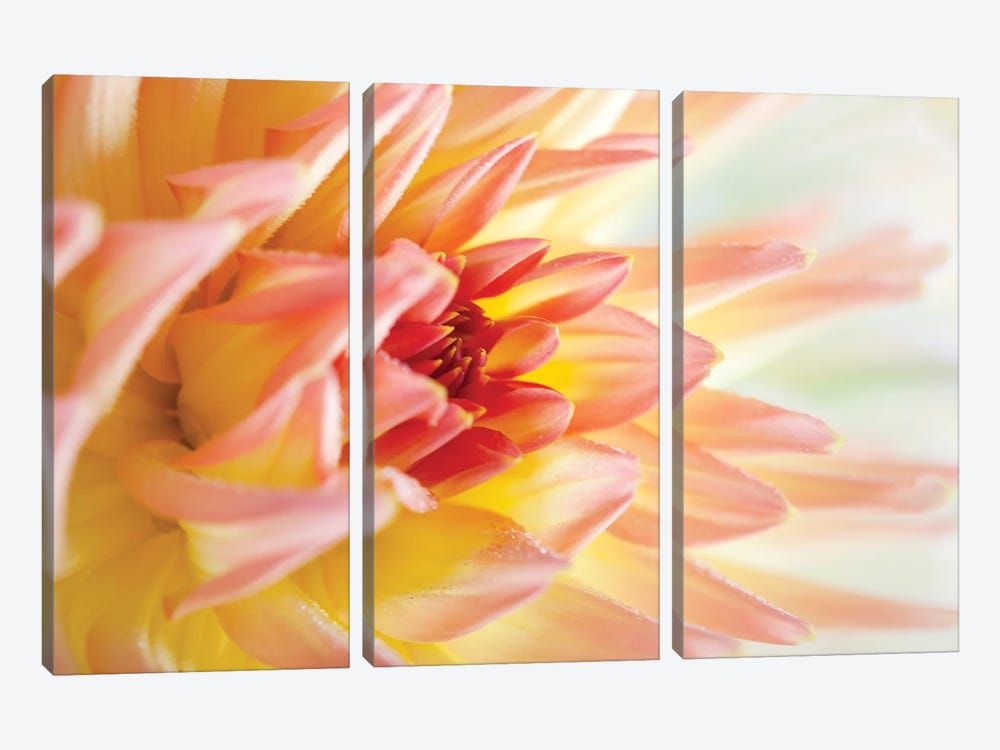 Peach-Coloured Dahlia V by Nailia Schwarz 3-piece Art Print